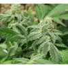 Black Jesus OG feminizada de Dr. Underground