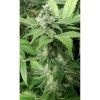 Black Jesus OG feminizada de Dr. Underground