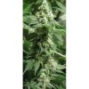 Black Jesus OG feminizada de Dr. Underground