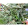 Brooklyn Mango feminizada de Dr. Underground