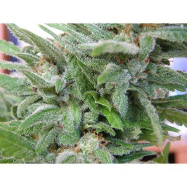 Brooklyn Mango feminizada de Dr. Underground