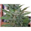 Brooklyn Mango feminizada de Dr. Underground
