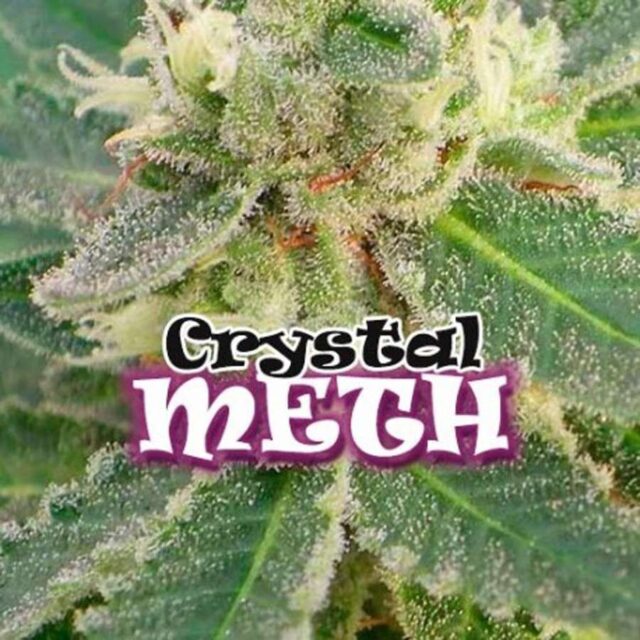 Crystal M.E.T.H. feminizada de Dr. Underground