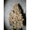 Melon Gum feminizada de Dr. Underground