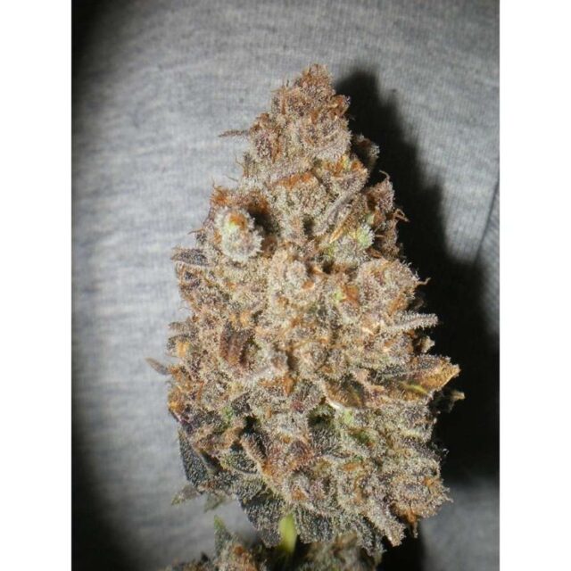 Melon Gum feminizada de Dr. Underground