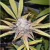 Melon Gum feminizada de Dr. Underground