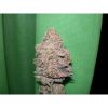 Melon Gum feminizada de Dr. Underground