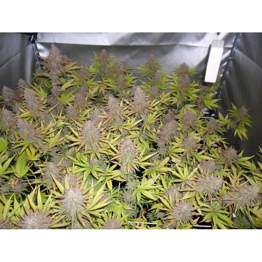 Melon Gum feminizada de Dr. Underground - Imagen 4