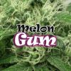 Melon Gum feminizada de Dr. Underground