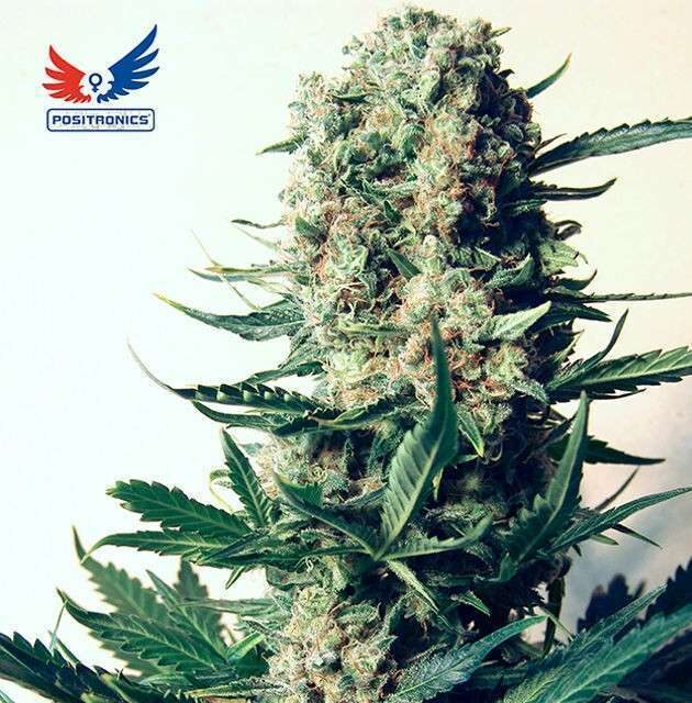 Critical 47 feminizada de Positronics
