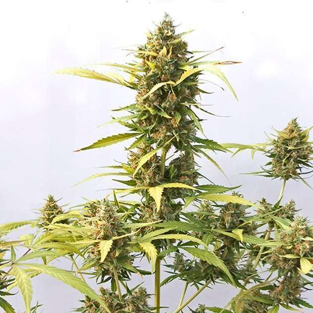 Critical 47 Auto de Positronics