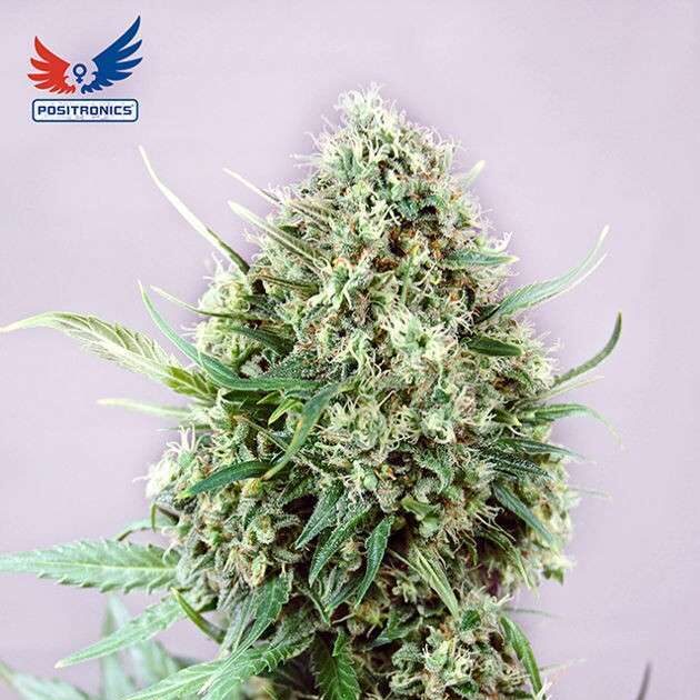 Jack Diesel Auto de Positronics
