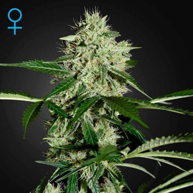 NL Auto de Green House Seeds