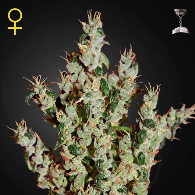 NL5 Haze Mist feminizada de Green House Seeds