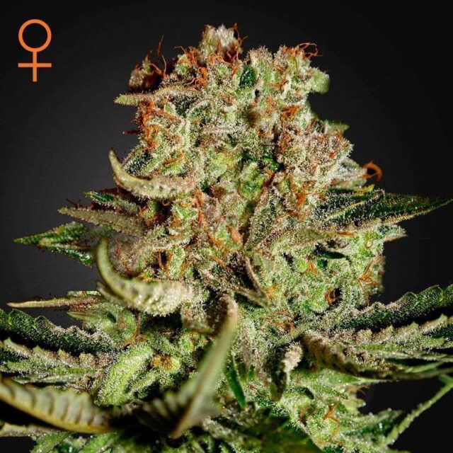 Super Bud feminizada de Green House Seeds