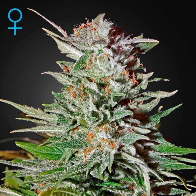 Super Lemon Haze Auto de Green House Seeds