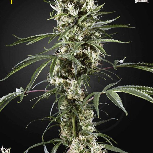Super Lemon Haze feminizada de Green House Seeds