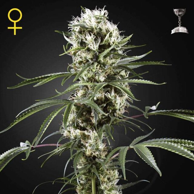 Super Lemon Haze feminizada de Green House Seeds