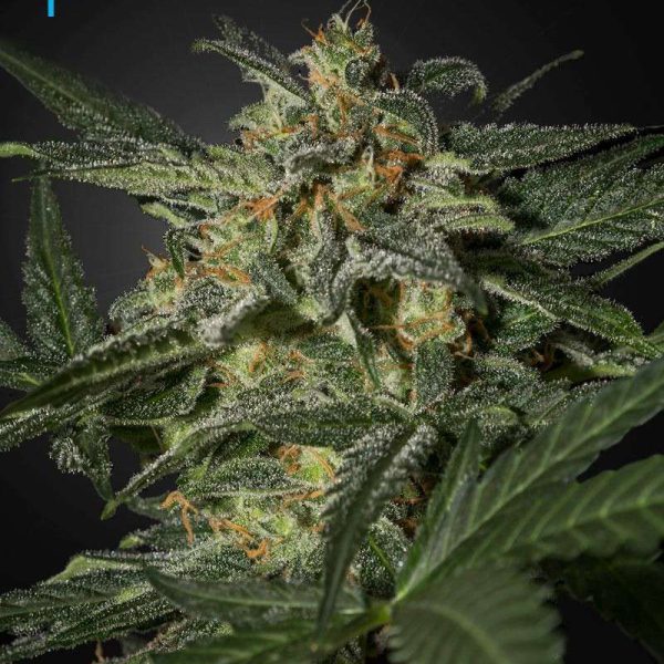 White Widow Auto de Green House Seeds