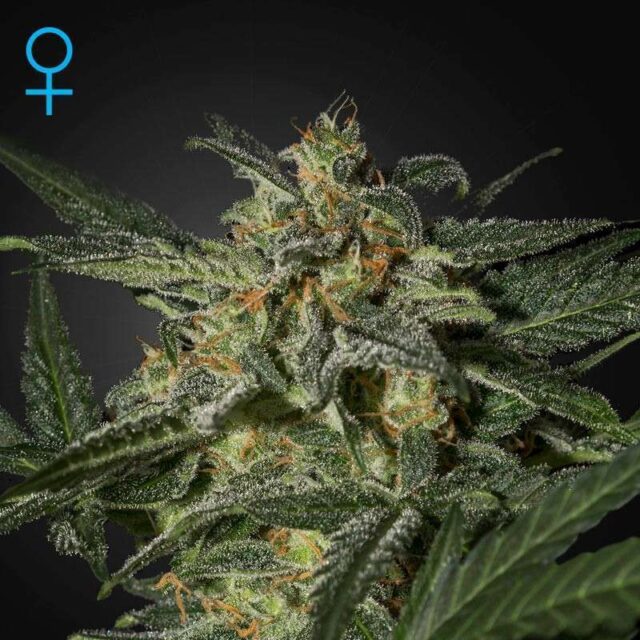 White Widow Auto de Green House Seeds