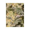 TNT Kush CBD feminizada de Eva Seeds