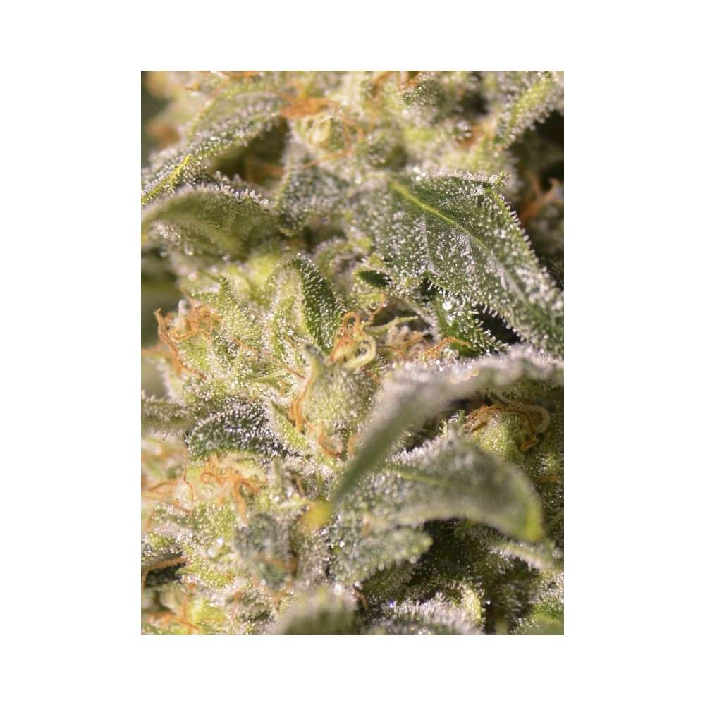 TNT Kush CBD feminizada de Eva Seeds - Imagen 2