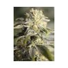 TNT Kush CBD feminizada de Eva Seeds
