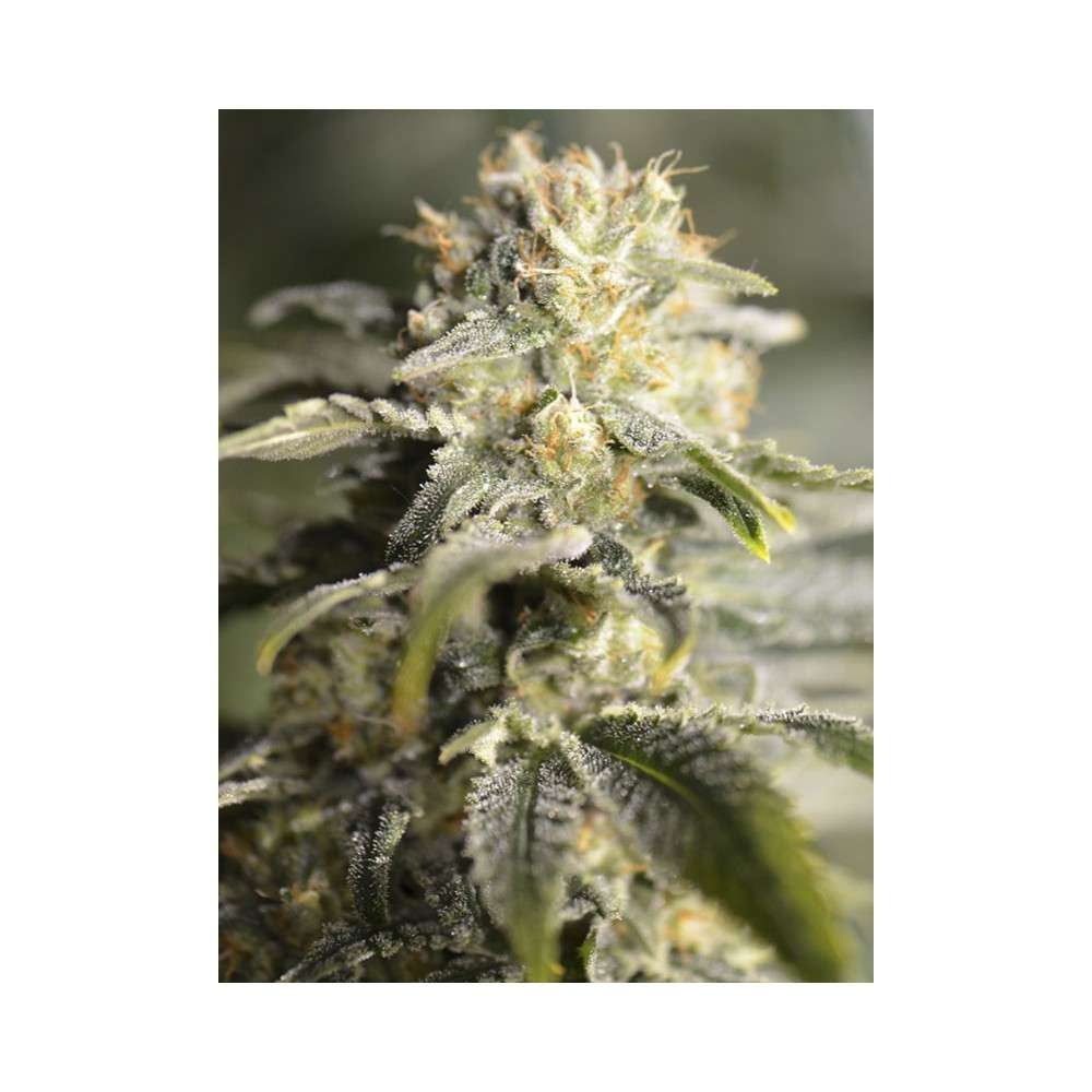 TNT Kush CBD feminizada de Eva Seeds - Imagen 3