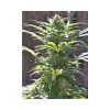 TNT Kush CBD feminizada de Eva Seeds