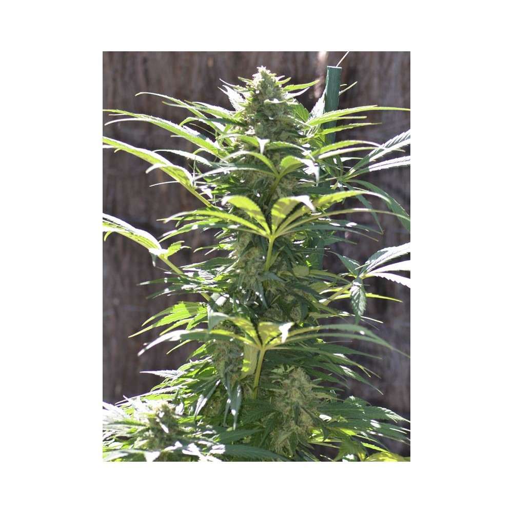 TNT Kush CBD feminizada de Eva Seeds - Imagen 4