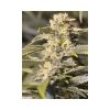 TNT Kush CBD feminizada de Eva Seeds