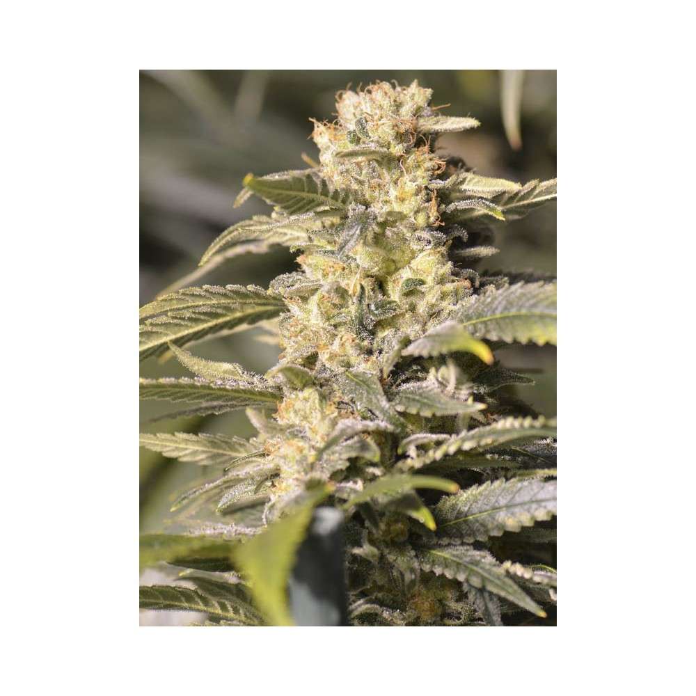 TNT Kush CBD feminizada de Eva Seeds - Imagen 5