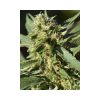 TNT Kush CBD feminizada de Eva Seeds