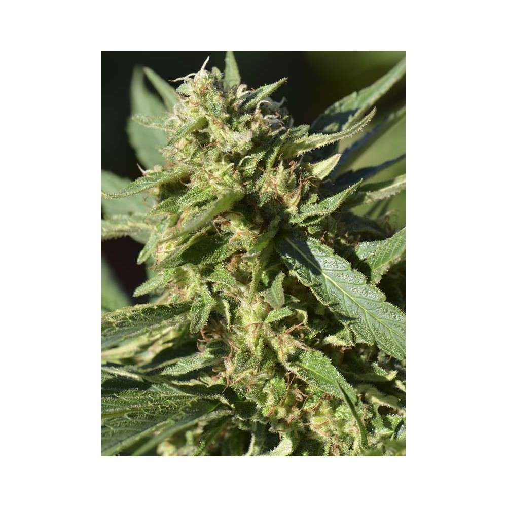 TNT Kush CBD feminizada de Eva Seeds - Imagen 6