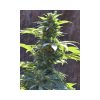 TNT Kush CBD feminizada de Eva Seeds