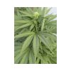 TNT Kush CBD feminizada de Eva Seeds