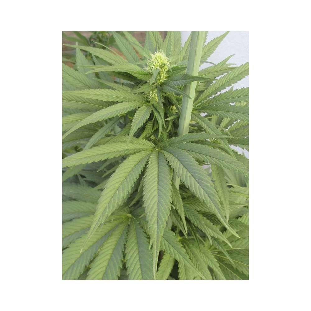 TNT Kush CBD feminizada de Eva Seeds - Imagen 8