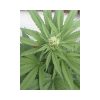 TNT Kush CBD feminizada de Eva Seeds