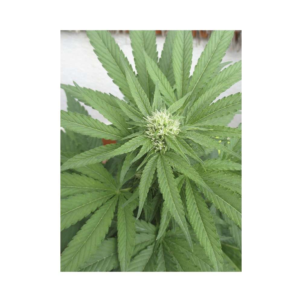 TNT Kush CBD feminizada de Eva Seeds - Imagen 9