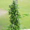 Auto Duck de Dutch Passion