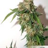 CBD Auto White Widow de Dutch Passion