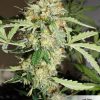 CBD Auto White Widow de Dutch Passion