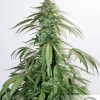 CBD Auto White Widow de Dutch Passion