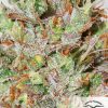 CBD Auto White Widow de Dutch Passion
