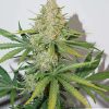 Auto Glueberry OG de Dutch Passion