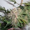 Auto Glueberry OG de Dutch Passion