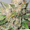 Auto Glueberry OG de Dutch Passion