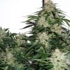 Auto Glueberry OG de Dutch Passion