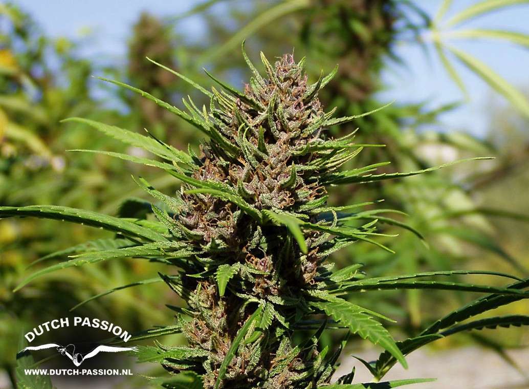 Purple #1 feminizada de Dutch Passion
