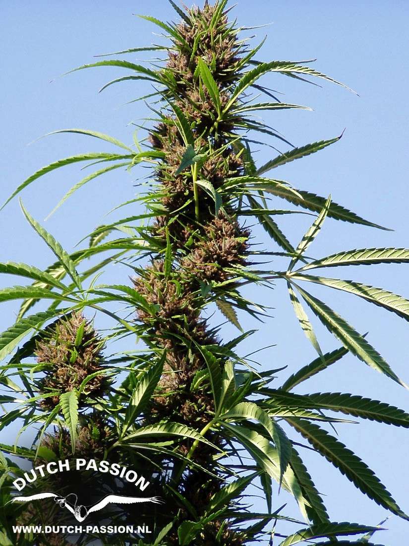 Purple #1 feminizada de Dutch Passion
